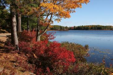 Fall foliage along a body of water in Acadia National Park. Image by user 12019 from Pixabay.