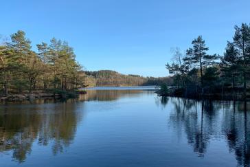 A river with a blue clear sky. Green evergreens and woods reflect on the calm water.